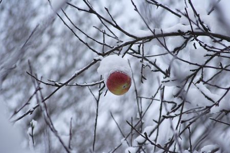 appleの写真素材