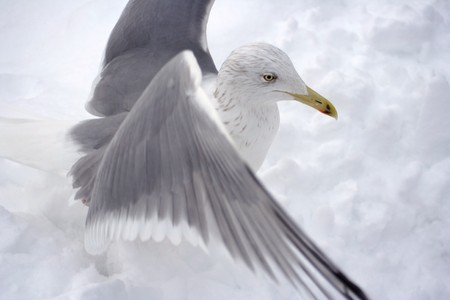 seagullの写真素材