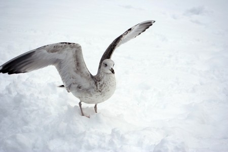 seagullの写真素材