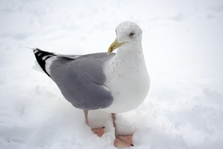 seagullの写真素材