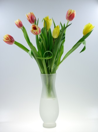 Tulipsの写真素材