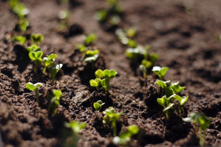 Green Seedling Growing Out Of The Soil