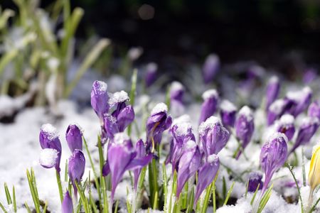 Purple crocuses through the snow