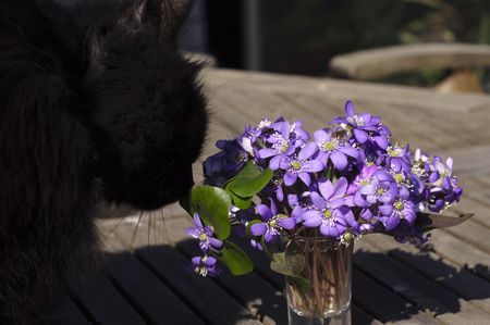 Cat and flowers Of Springの写真素材