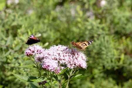 butterflies