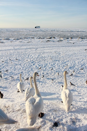 Swan seaの写真素材