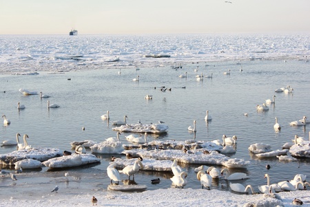 Swan seaの写真素材