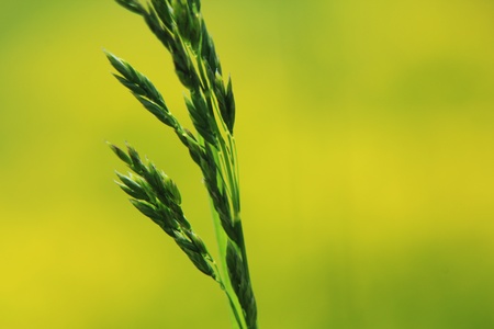 plantの写真素材