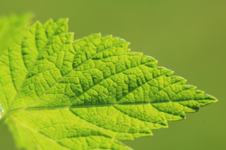 leaf