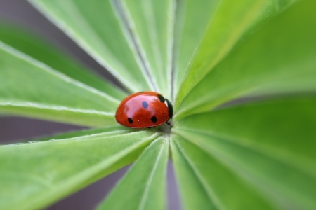 ladybugの写真素材