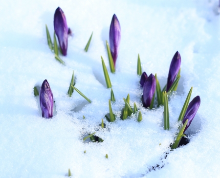 crocuses