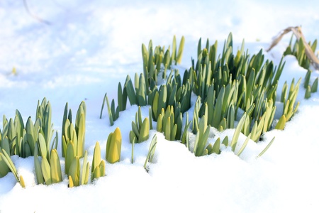 springの写真素材