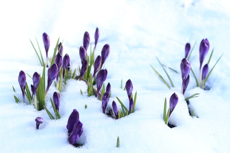 crocusesの写真素材