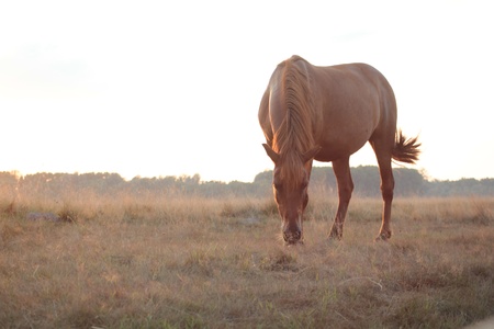 horseの写真素材