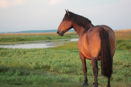 horseの写真素材