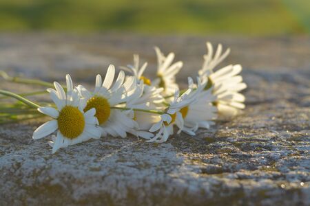 Cute daisies left on a stone.の写真素材