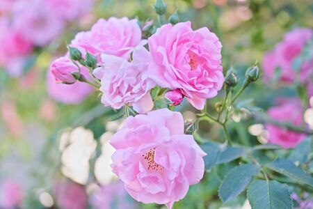 Bush of pink roses in the gardenの写真素材