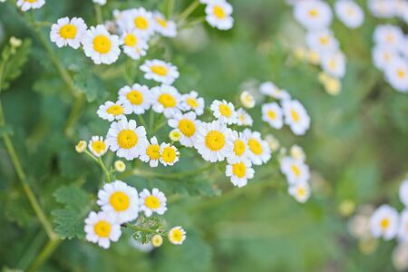 Matricaria parthenium, Tanacetum parthenium, Zlocien maruna, Chrysanthemum parthenium in the gardenの写真素材