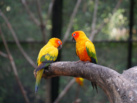 Conures are a diverse, loosely defined group of small to medium-sized parrots. They belong to...