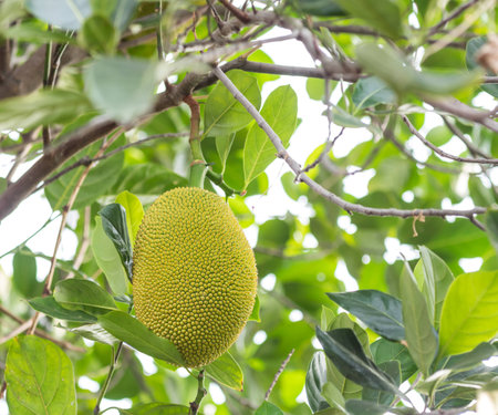 Jackfruit on tree.