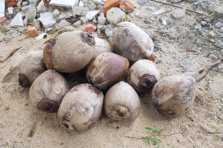 coconut on the beach.の写真素材