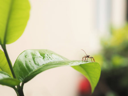 small insect on the leaf.の写真素材