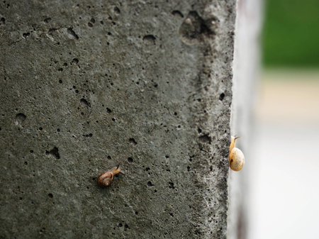 young snail attempts to climb up.の写真素材