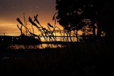 dark flowers with orange backgroundの写真素材