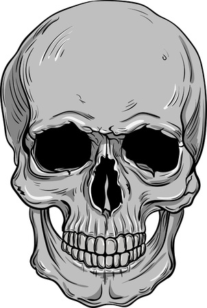 hand drawn anatomy skull . Vector illustrationのイラスト素材