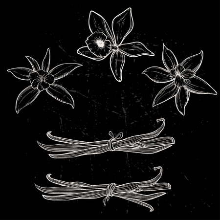 Vanilla pods and flowersのイラスト素材