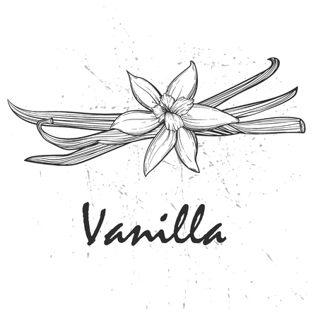 Vanilla pods and flowersのイラスト素材
