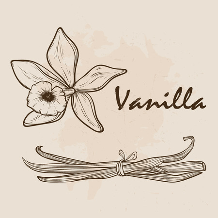 Vanilla pods and flowersのイラスト素材