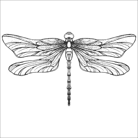Hand drawn engraving Sketch of Dragonfly. Vector illustration for tattoo and handmade decorative brooch. Can be used for for postcard, t-shirt, fabric bag or poster. Insect collection.のイラスト素材