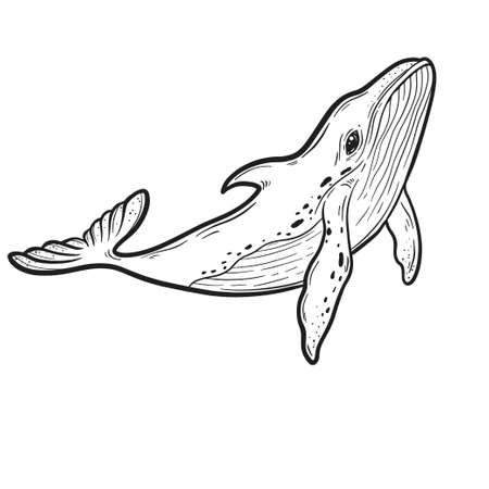 Blue whale, Hand drawn vector illustration.のイラスト素材