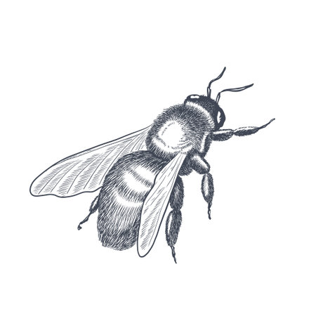 Vector engraving illustration of honey bee on white backgroundのイラスト素材