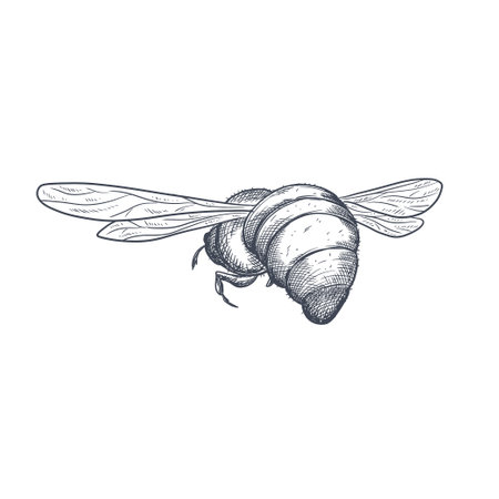 Vector engraving illustration of honey bee on white backgroundのイラスト素材