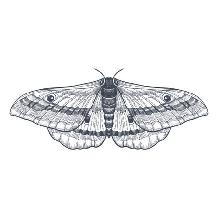 vector hand drawn illustration of butterfly. sketchのイラスト素材