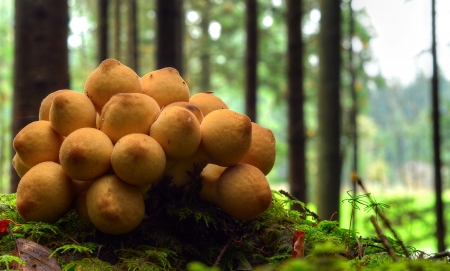 wonderfull mushrooms