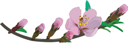 Almonds.のイラスト素材