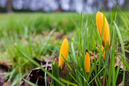 Wild Yellow Flowers as First Sign of Spring in UK