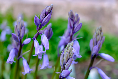 Bluebells blooming in british garden in springの写真素材