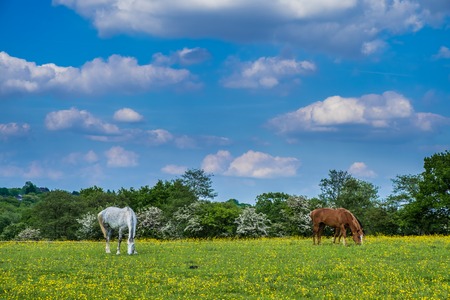Horses grazing in the field full of buttercup flowers in Woodgate Valley Country Park.の写真素材