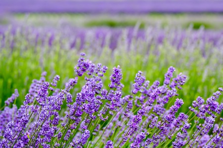 Close up view of beautiful purple lavender flowers.の写真素材