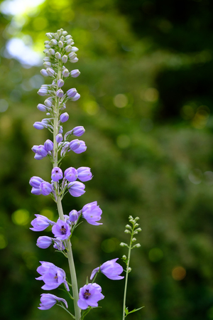 Beautiful purple flowers blossoming in uk summerの写真素材