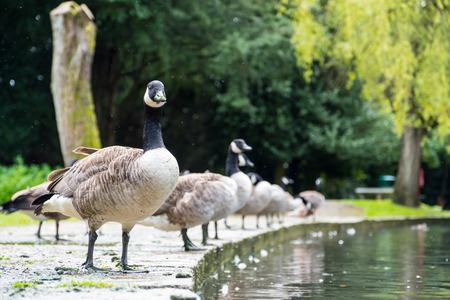 A herd of Canada geese lining up at a pondsideの写真素材