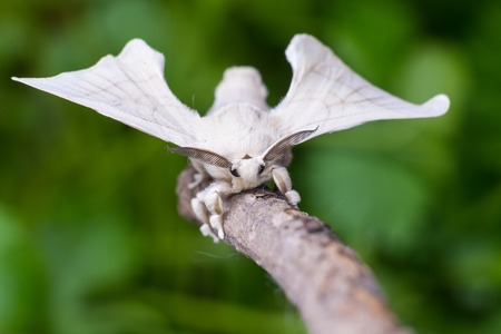 A silkmoth is holding on a wooden stickの写真素材