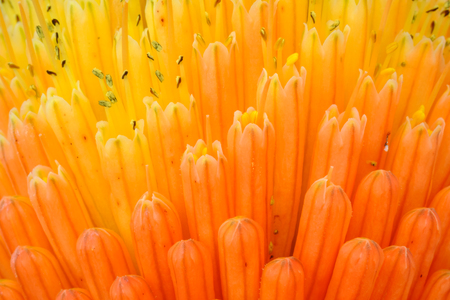 Macro View of Kniphofia Bengal Fire showing natural pattern with vibrant colorsの写真素材