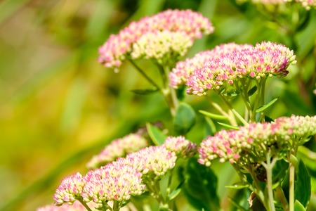 Pink Stonecrop Sedum Flowers blossoming at late summer and early antumnの写真素材