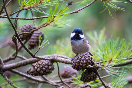 Female great tit on pine tree branchの写真素材
