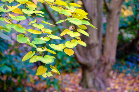 Vibrant yellow, orange and brown leaves of early autumnの写真素材